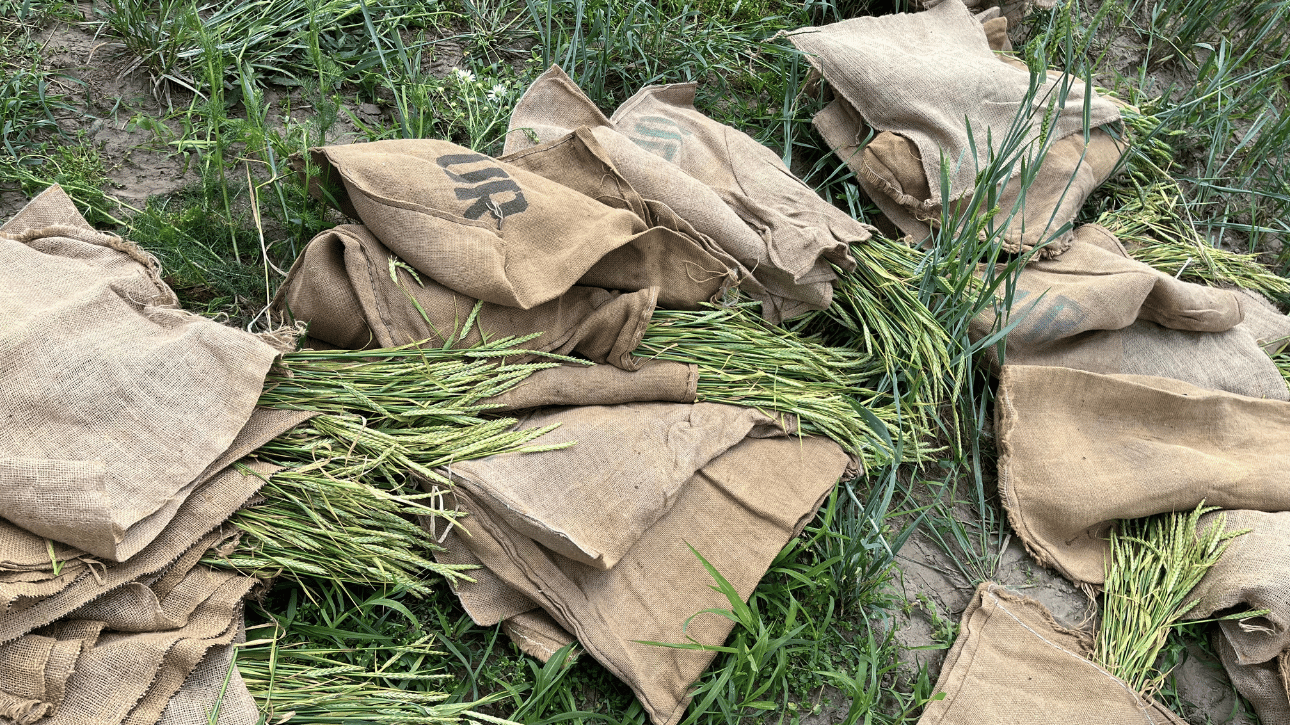 Pobranie prób roślin do oceny cech morfologicznych i stanu odżywienia